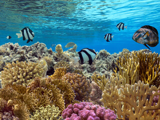 Wall Mural - School of beautiful fish on soft and hard coral in shallow water of the Red Sea