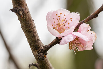 Wall Mural - Pink apricot flower on a twig.