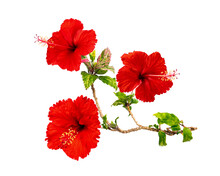 Red Hibiscus Flower Png Images _ Flower Images _ Decorated Flower Images _ Re Hibiscus In Isolated White Background 