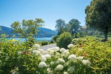 Summer Landscape At Bad Wiessee, Lakeside Tegernsee With Blooming Hydrangea Shrubs