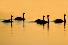 Swans Swimming In Water At Sunset