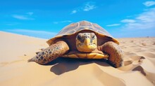 Wild Released Turtle On Sandy Seashore