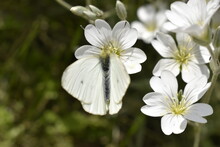 White Butterfly "cabbage" Among The Blooming Yaskolka.