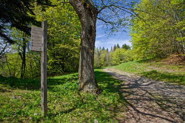 Canvas Print - A forest path of Chartreuse mountain rnage, near Grenoble