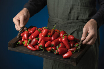 Poster - Red Jalapeno peppers on wooden tray in hands of farmer. Harvest of fresh hot red ripe mexican peppers. Bright spices. Lots of peppers on board. Dark blue background. Front view. Copy space. 