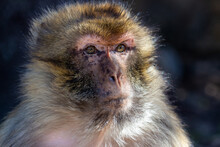 Macaque Of Gibraltar Monkey Morocco North Africa Country Cities And Deserts And Atlas Mountains Islamic Country Ruled By King