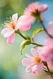 Fototapeta Kosmos - pink flowers