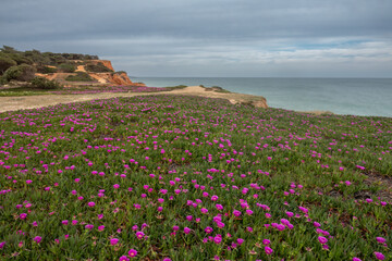 Praia da Falesia, Albufeira, Algarve, Portugal.A huge beach  of almost 6 km in length flanked by stunning red and golden cliffs with spectacular formations, reminiscent of hoodoos