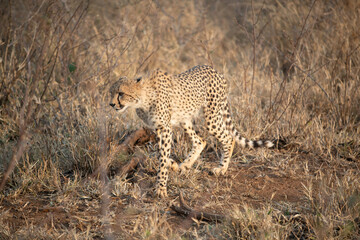 Canvas Print - Portrait of a cheetah in South Africa