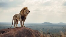  A Lion Standing On Top Of A Rock In A Field.  Generative Ai