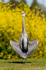 Wall Mural - A Great Blue Heron (Ardea cinerea) stands in a meadow and dries its wings.