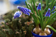 Szafirek armeński, niebieski wiosenny kwiat, wiosenne kwiaty. Grape hyacinth flower, blue muscari flowers, spring flowers.