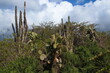 Cactuses and opuntia trees in Puerto Ayora on Santa Cruz island of Galapagos islands, Ecuador, South America
