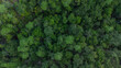 Aerial view of tropical forest in Aceh province, Indonesia