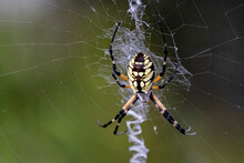 Yellow Garden Spider On A Web