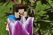 blocks Minecraft figure of Steve looking into large violet to white coloured cultivar of Didier's tulip flower, latin name Tulipa gesneriana, during late april spring season.