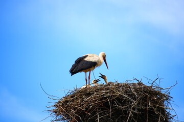 Wall Mural - Mother Stork in nest made of thin twigs with small chicks