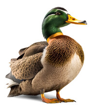 Mallard Duck, Isolated Background. Generative Ai.