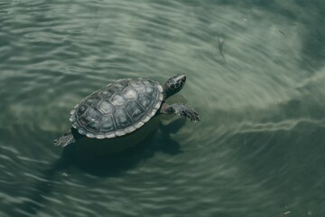 Wall Mural - peaceful sea turtle gracefully swimming in clear blue water Generative AI