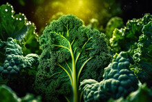 Vibrant Fresh Green Kale Cabbage, Closeup Detail - , Healthy Superfood Concept. Generative AI