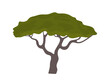 © Narek - Acacia tree vector illustration. African tree silhouette isolated. Acacia tree in flat style. Vector illustration