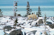 Polar Bear waking on rocks and snow near the ocean