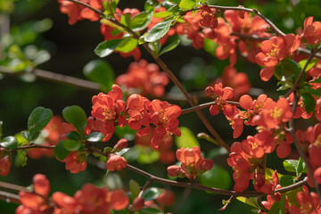Wall Mural - close-up of blossom of japanese quince or chaenomeles japonica tree in springtime.