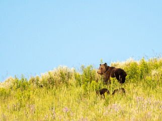 Sticker - Mother Grizzly Looks Up With Cubs Grazing Below Her