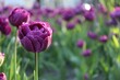 Beautiful purple tulips growing outdoors on sunny day, closeup with space for text. Spring season