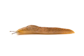 Wall Mural - brown slug isolated on white background.