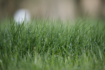 Wall Mural - Morning dew drops or raindrops glisten on grass stem