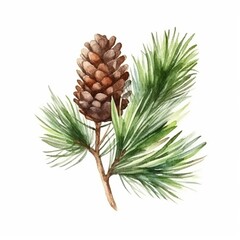 pine branch illustration isolated on white