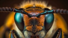 Close Up Of A Bee With Pollen