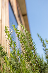 Wall Mural - Fresh Rosemary Herb grow outdoor. Rosemary leaves Close-up.