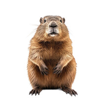 Beaver, Marmot, Capybara