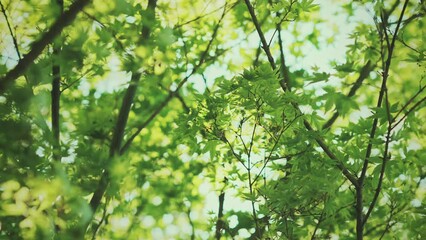 Wall Mural - Green maple leaves with bokeh light sunrise in the park, Spring and summer, Young green spring tree background