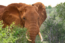 Elephant In Tsavo East National Park In Kenya