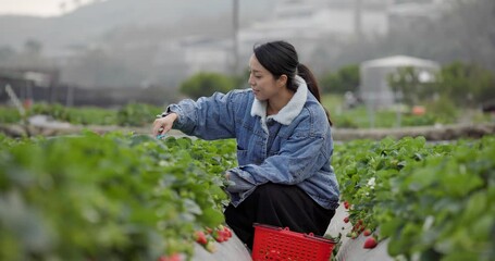 Poster - Woman pick strawberry in field