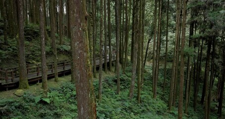 Wall Mural - Beautiful walking trail along with pine trees in forest at Alishan national forest recreation area of taiwan