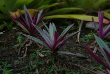 Tradescantia Spathacea, The Oyster Plant, Boatlily Or Moses In The Cradle In The Garden. Tanaman Nanas Kerang