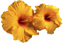 Two Yellow, Orange And Red Hibiscus Flowers Isolated On White Or Transparent Background, Photography, Png.