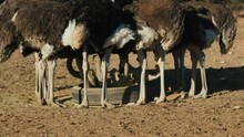 Group Of Ostrich Eating On An Ostrich Farm In Africa