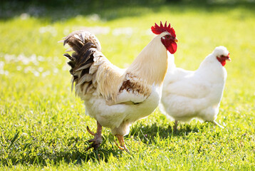 Wall Mural -  Chicken and white rooster standing on a green grass.