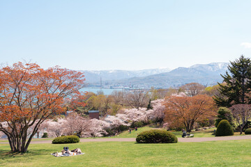 Wall Mural - View of Otaru Temiya park with cherry blossoms of spring in Hokkaido, Japan