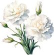 Bouquet of white  carnation flowers. Watercolor illustration