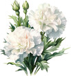 Watercolor bouquet of white  carnation flowers on white background