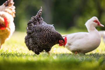 Canvas Print - Healthy free range chicken on grass