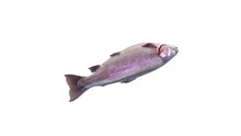 Rainbow Trout Fish Isolated On White Background. Fresh Wild Trout Isolated And Rotates. Fresh Whole Rainbow Trout Turning