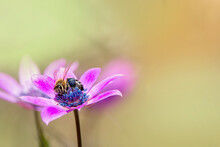 Honey Bee Isolated On Pink Anemone Flower. Bee Collect Black Pollen From Purple Poppy Anemone Wild Flower. Apis Mellifera. Soft Blurred Background. Spring Time.