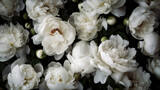 Fototapeta Tulipany - White peonies flat lay wallpaper. AI

